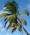 Palm